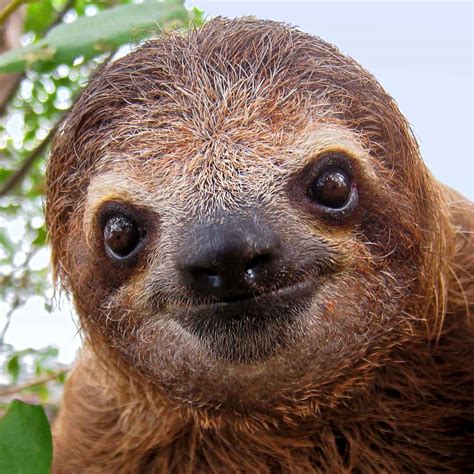slotph|sloth pictures.